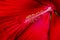 Close up macrophotography of velvety petal and the pistil  of crimson red hibiscus flower