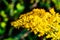 Close up macrophotography of yellow flower, solidago, goldenrod herb