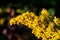 Close up macrophotography of yellow flower, solidago, goldenrod herb