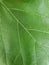 Close-up macros shot of a green leaf