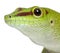 Close-up of Madagascar day gecko, Phelsuma madagascariensis grandis, 1 year old