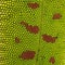 Close-up of Madagascar day gecko skin, Phelsuma madagascariensis grandis