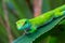 Close-up Madagascar giant day gecko phelsuma grandis on green leaf