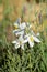 Close-up of Madonna Lily, Lilium Candidum, Macro, Nature