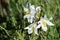 Close-up of Madonna Lily, Lilium Candidum, Macro, Nature