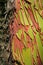 Close up of Madrone tree Arbutus menziesii peeling bark, California