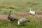 Close Up of Magellan Geese in a Grassy Field