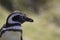Close up of Magellanic Penguin.