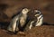 Close up of a Magellanic penguin with a chick by a burrow