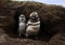 Close-up of a Magellanic penguins in the burrow