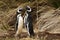 Close up of Magellanic penguins in a courtship display