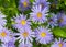 The close up of Magenta Asters blooming