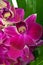 Close-up of Magenta coloured Orchids