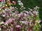 close-up of magenta leaves, garden, nature, beautiful, wonderful, morning