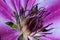 Close up of a magenta & mauve Clematis flower