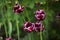 Close Up of Magenta Tulips