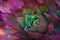 Close-up of a magnificent bright and vibrant Echeveria Red Glow succulent cactus plant