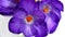 Close-up of a magnificent crocus flower purple Crocus speciosus