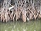 Close up of the magnificent mangrove forest near