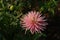 A close up of magnificent pink Dahlia flower of the `Park Princess` variety in dew in the garden