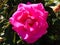 Close-up of a magnificent rose (Rosa) in pink color