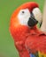 Close up of magnificent scarlet macaw, costa rica