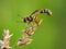 Close-up of a Magnified Insect Wing in Nature