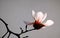 Close up of a magnolia flower