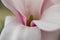 Close up of magnolia flower with white and pink petals. Magnolia trees flower for about three days a year in springtime.