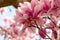Close up of magnolia flowers with white and pink petals. Magnolia trees flower for about three days a year in springtime.