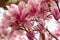 Close up of magnolia flowers with white and pink petals. Magnolia trees flower for about three days a year in springtime.