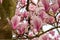 Close up of magnolia flowers with white and pink petals. Magnolia trees flower for about three days a year in springtime.