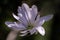 Close up of a magnolia stellata flower