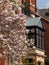 Close up of magnolia tree with stunning pastel pink flowers. Photographed in Eldon Road, Kensington, west London, UK.