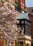 Close up of magnolia tree with stunning pastel pink flowers. Photographed in Eldon Road, Kensington, west London, UK.