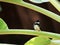 Close up of magpie stay on cultivated banana leaf in garden