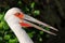 Close-up of maguari stork