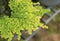 Close-up of maidenhair fern. Adiantum, Black Maidenhair fern