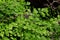 Close up Maidenhair Fern or Adiantum Plant Isolated on Background