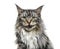 Close-up on a main coon cat meowing, isolated