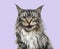 Close-up on a main coon cat meowing, purple background