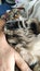 Close-up of a Maine Coon kitten with glasses put on his nose lies under the arm of a sleeping owner, selective focus