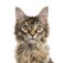 Close up of a Maine Coon kitten isolated on white