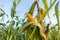 The close-up of maize cobs on plant