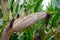 Close up of a maize plant with its corn cob, Zea mays