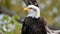 A close-up of a majestic bald eagle perched on a branch, its sharp eyes focused on its surroundings - Generative AI