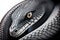 Close-up of a majestic black mamba snake coiled up