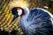 Close-up majestic colorful portrait of gray crowned crane (Balearica regulorum