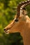 Close-up of majestic impala antilope watching not to get eaten