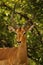 Close-up of majestic impala antilope watching not to get eaten